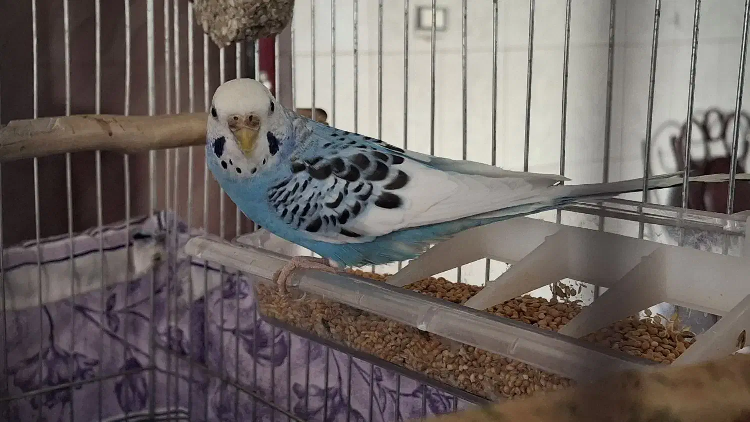 مرغ عشق|پرنده|فامنین, |دیوار