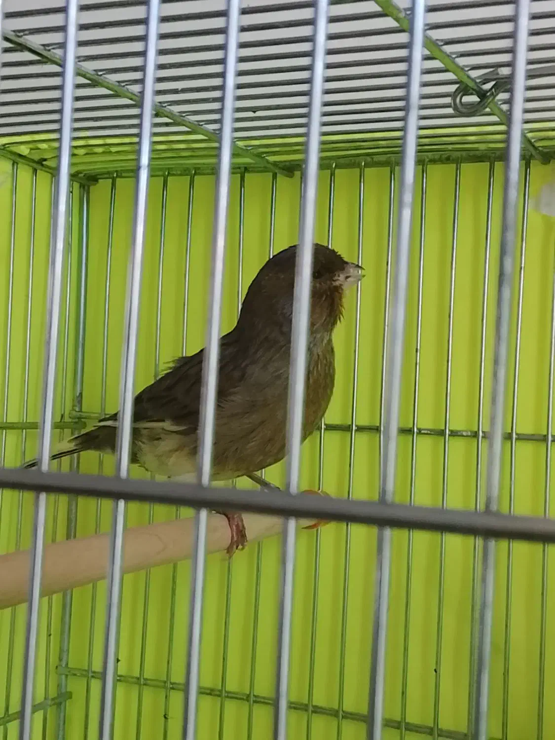 قناری فروشی|پرنده|محمدشهر, شهرک چمران|دیوار