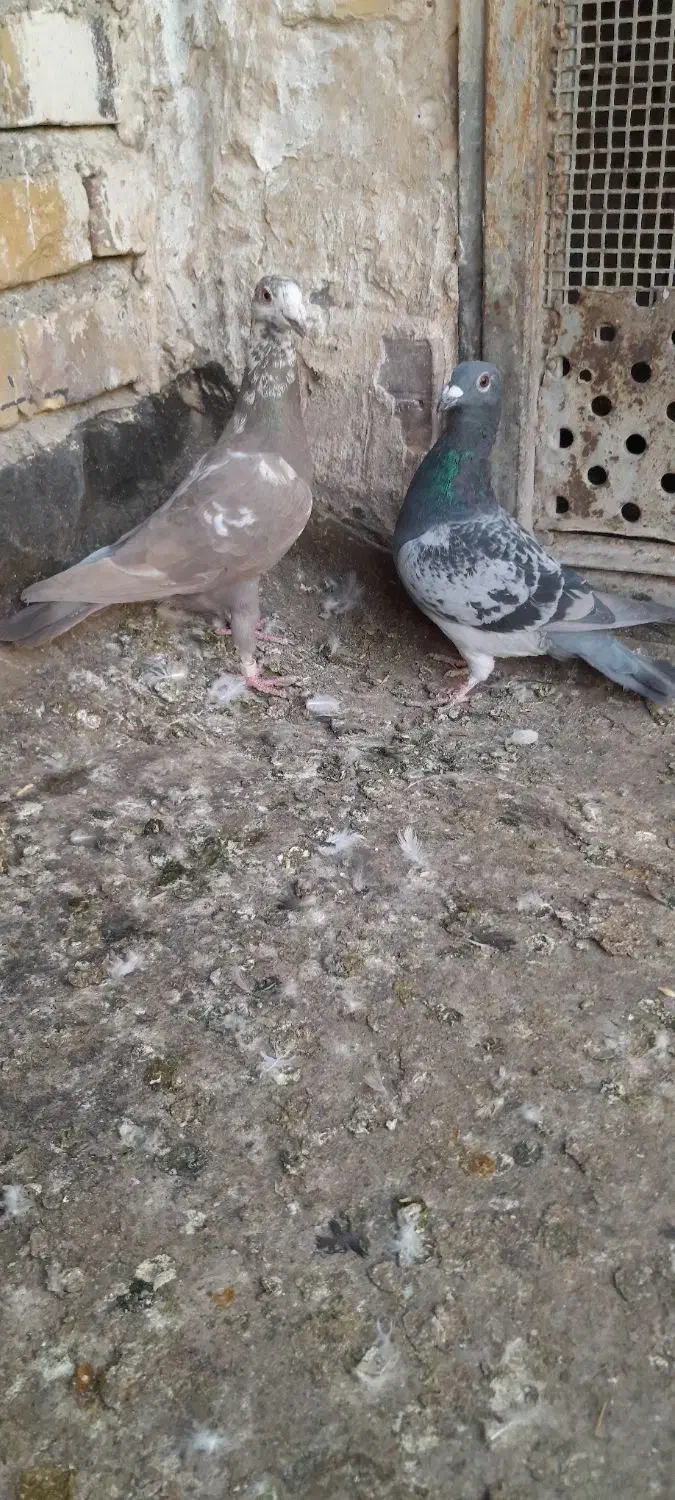 کفتر صید|پرنده|تربتحیدریه, ترمینال|دیوار