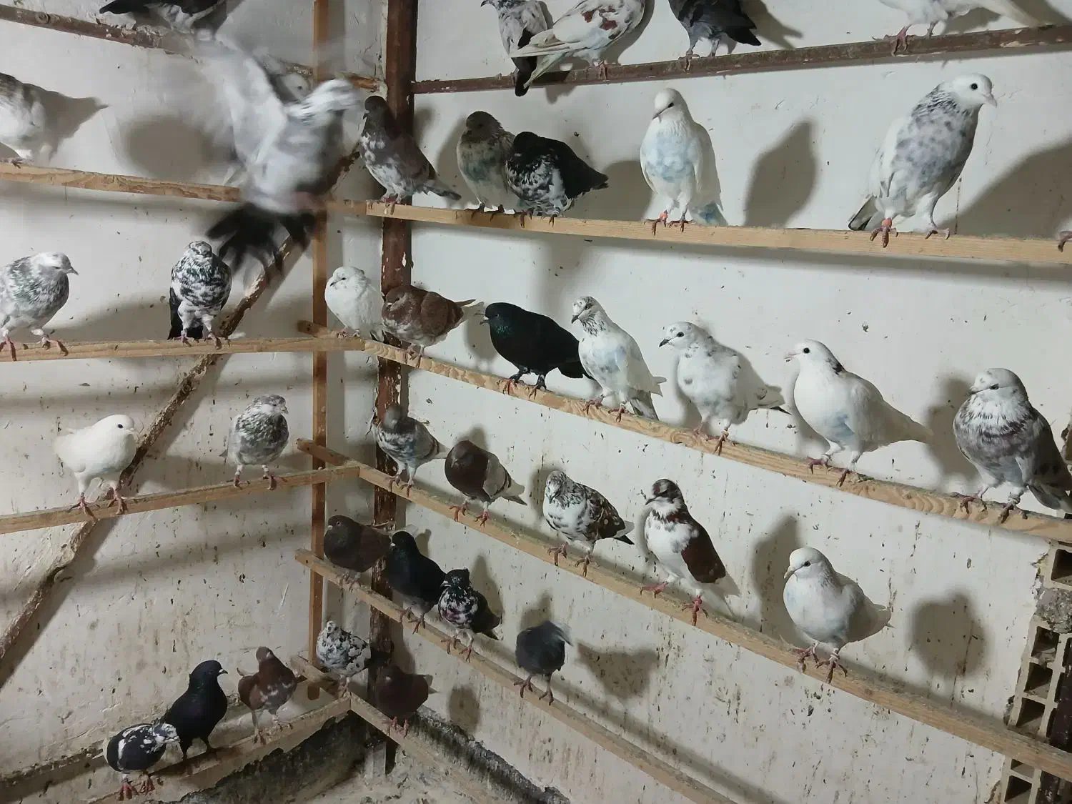 کبوتر فروشی|پرنده|رشت, جماران|دیوار