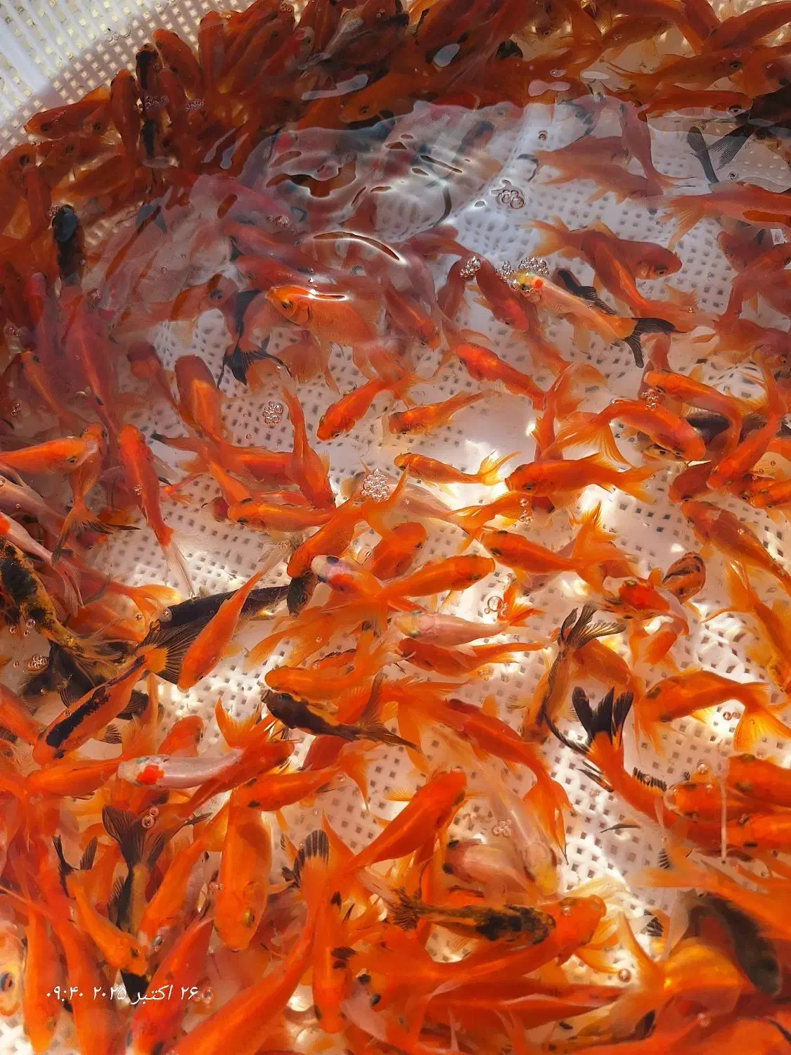 ماهی گلدفیش شب عید|ماهی|سنگر, |دیوار