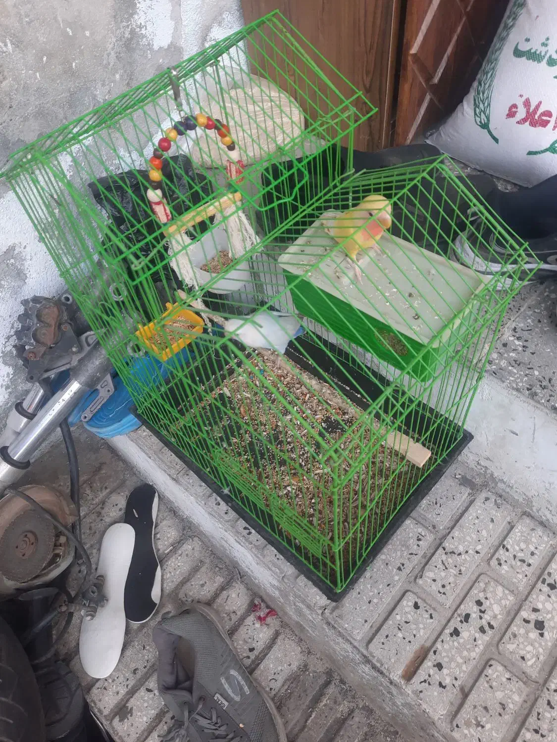 عروس هلندی و ۱ کوتوله|پرنده|گرگان, |دیوار