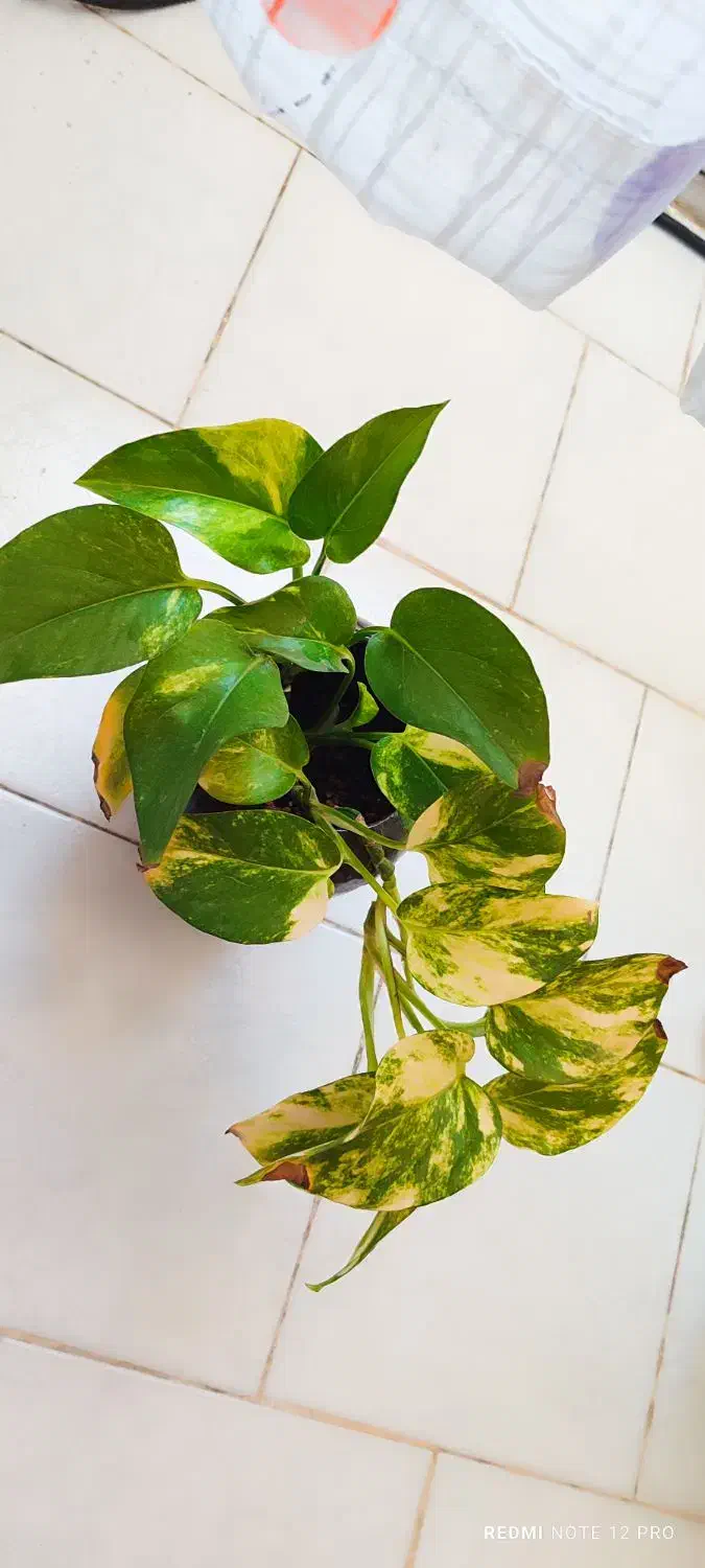 گل پتوس و ناز یخی و کاکتوس|گل و گیاه طبیعی|مشهد, شهرک ابوذر|دیوار