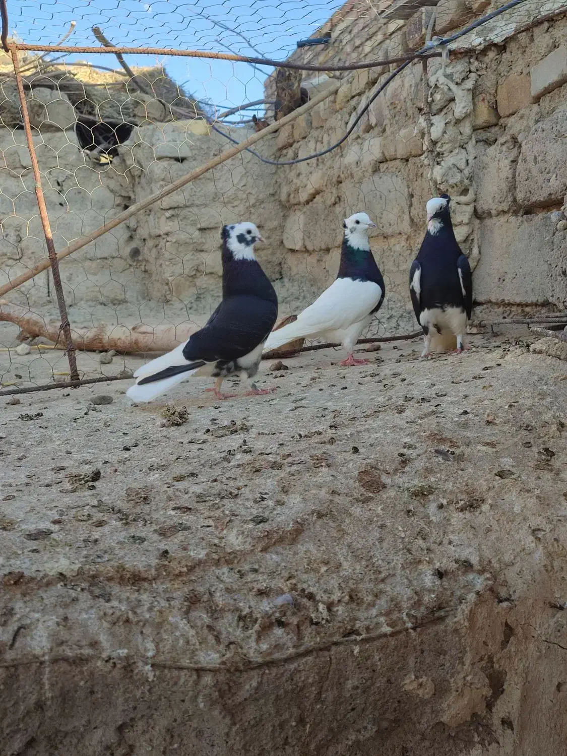 جان اردن|پرنده|زهک, |دیوار