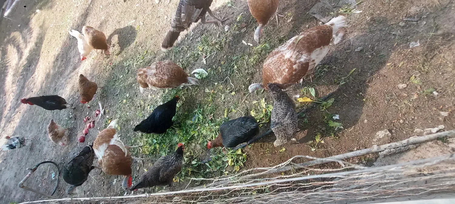 مرغ خروس|حیوانات مزرعه|امیدیه, |دیوار