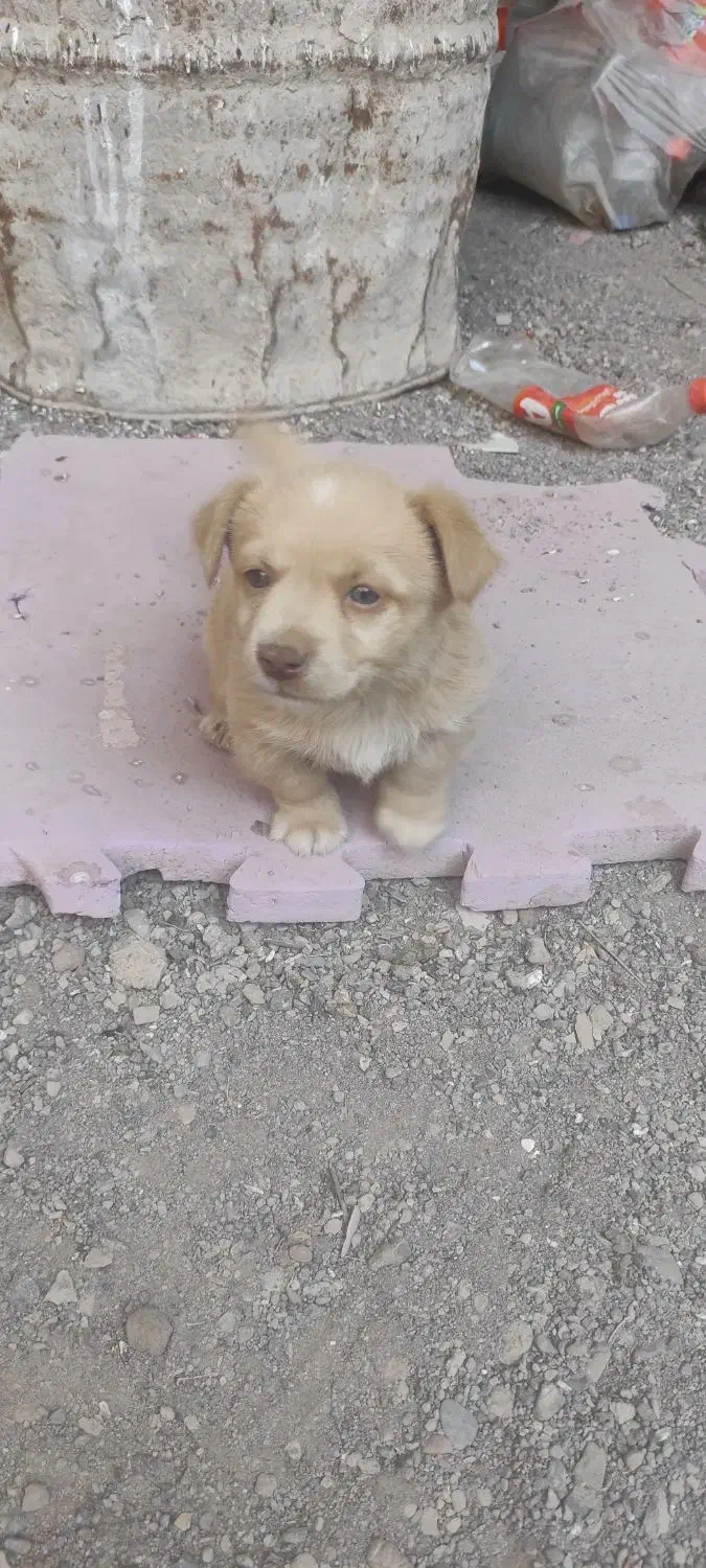 طوله شیتزو 2ماهه نر|سگ|رفسنجان, |دیوار