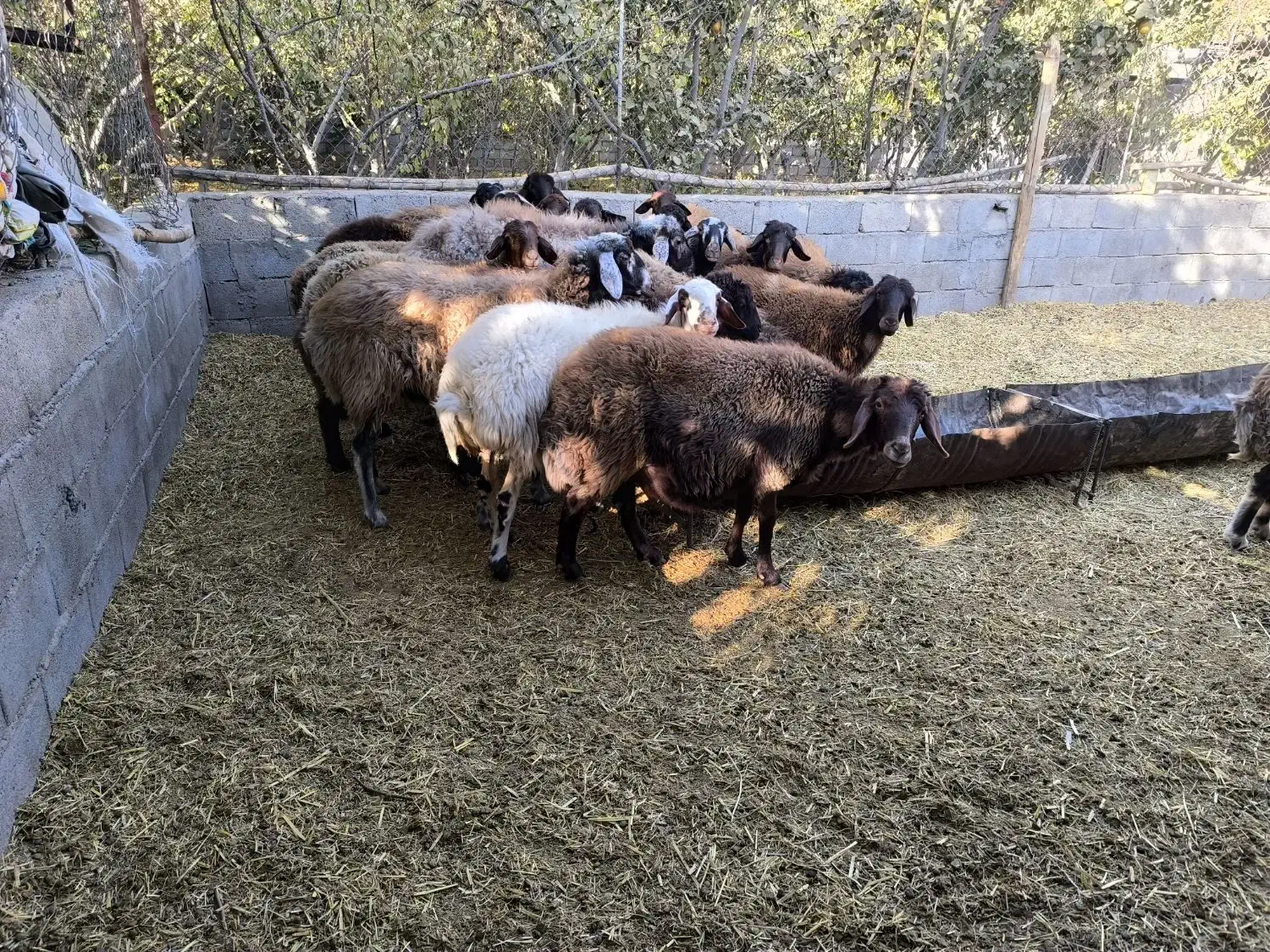 میش  بره بزغاله|حیوانات مزرعه|مبارکه, |دیوار