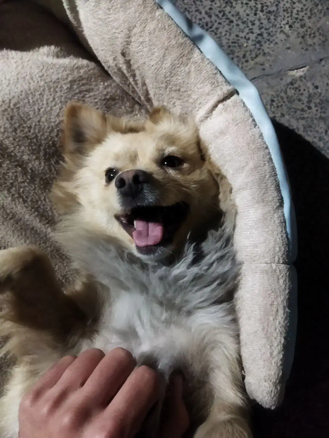 سگ پامر اشپیتز|سگ|بهارستان, |دیوار