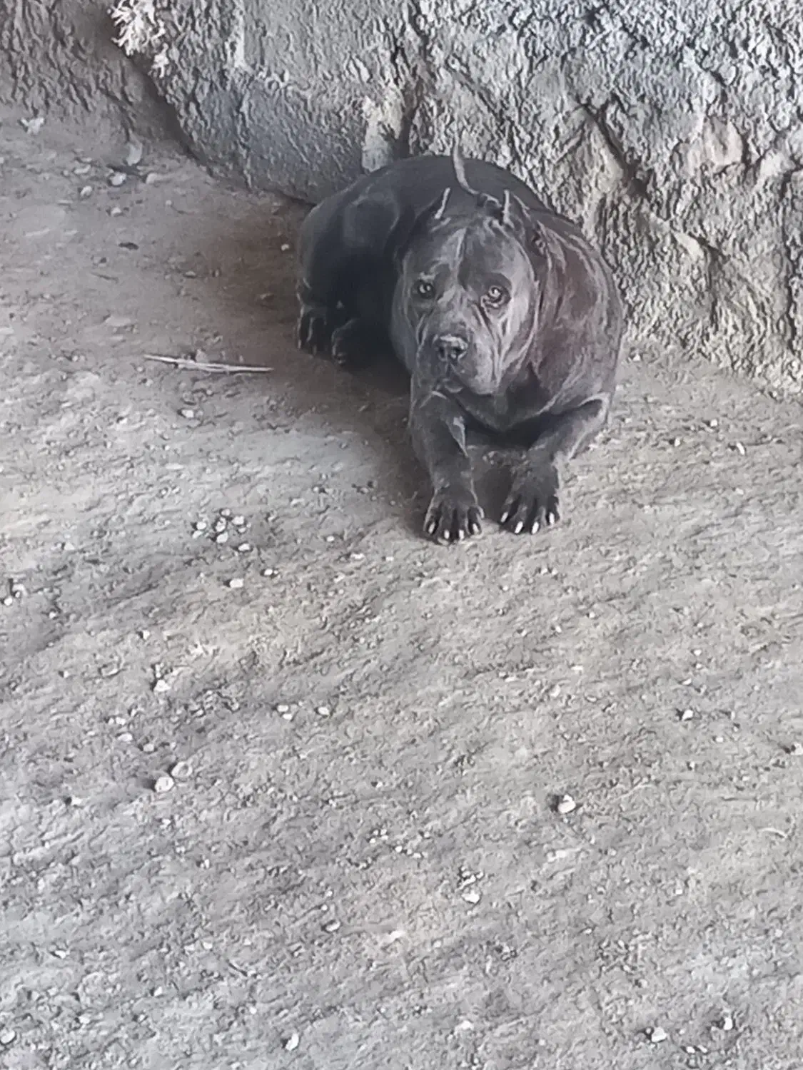 کن کورسو سه ساله مدارک کامل با آموزش|سگ|بستک, |دیوار