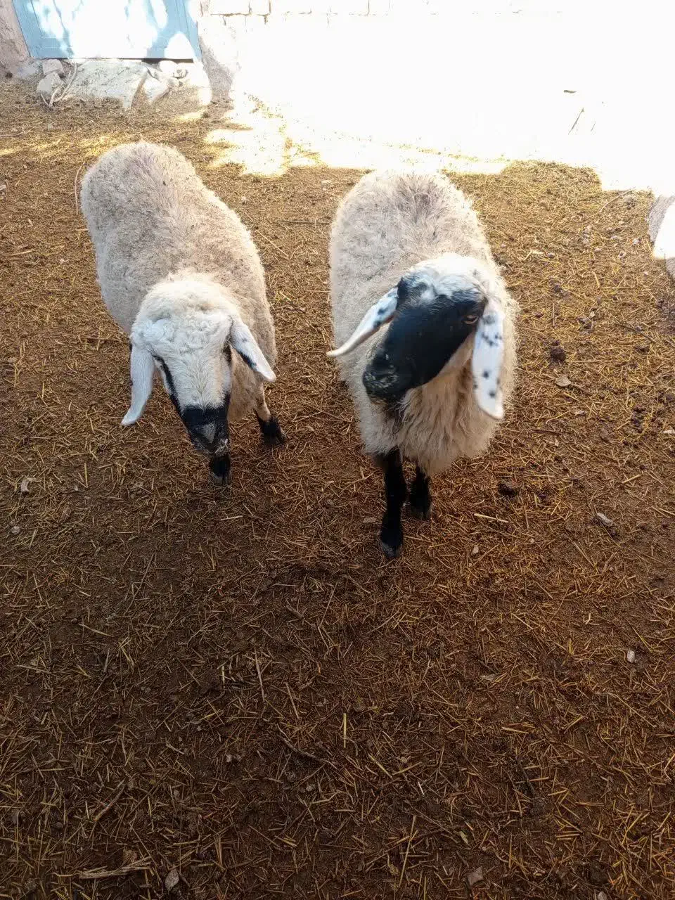 میش زائیده|حیوانات مزرعه|درمیان, |دیوار