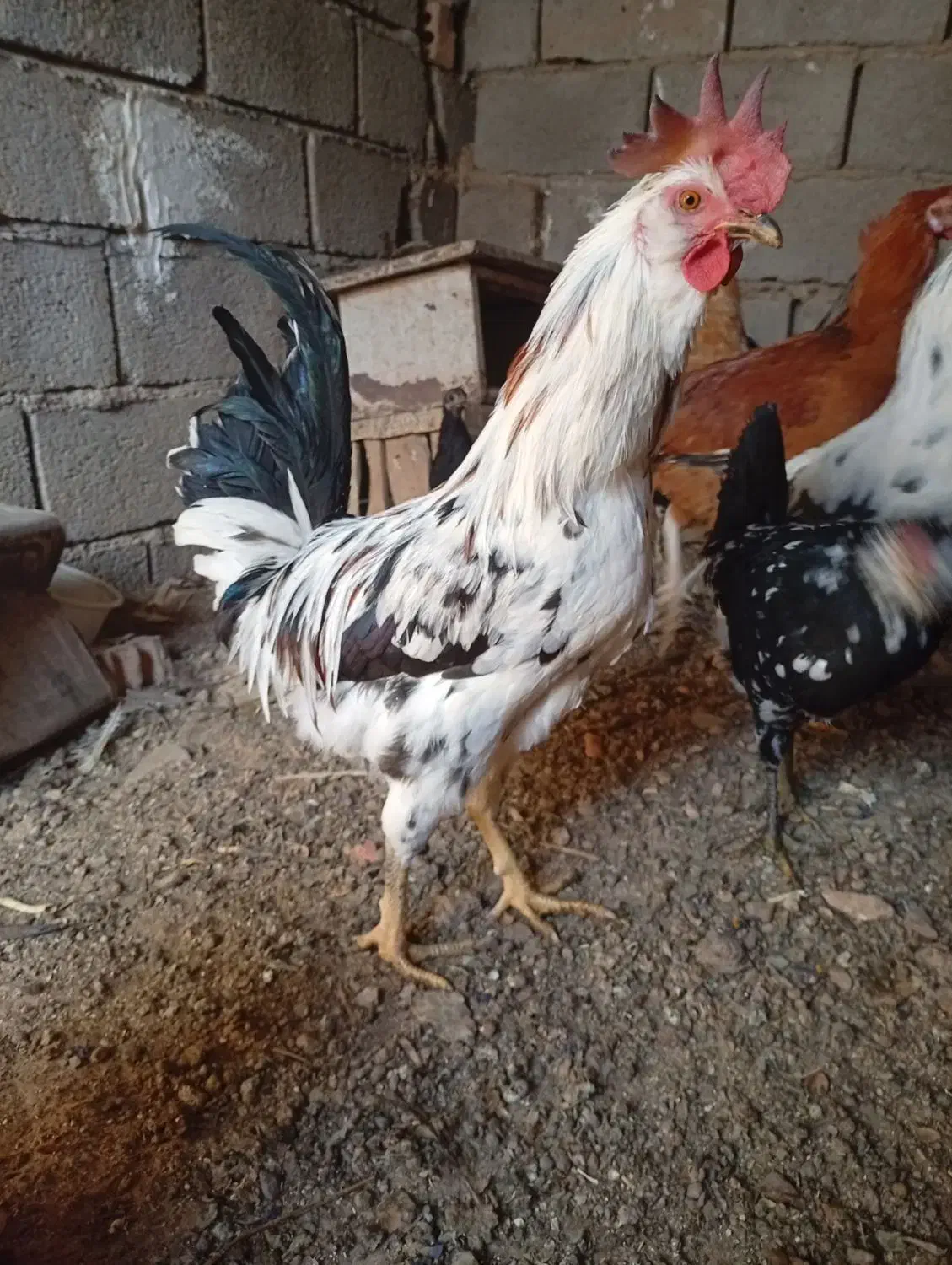 خروس|حیوانات مزرعه|زرند, |دیوار