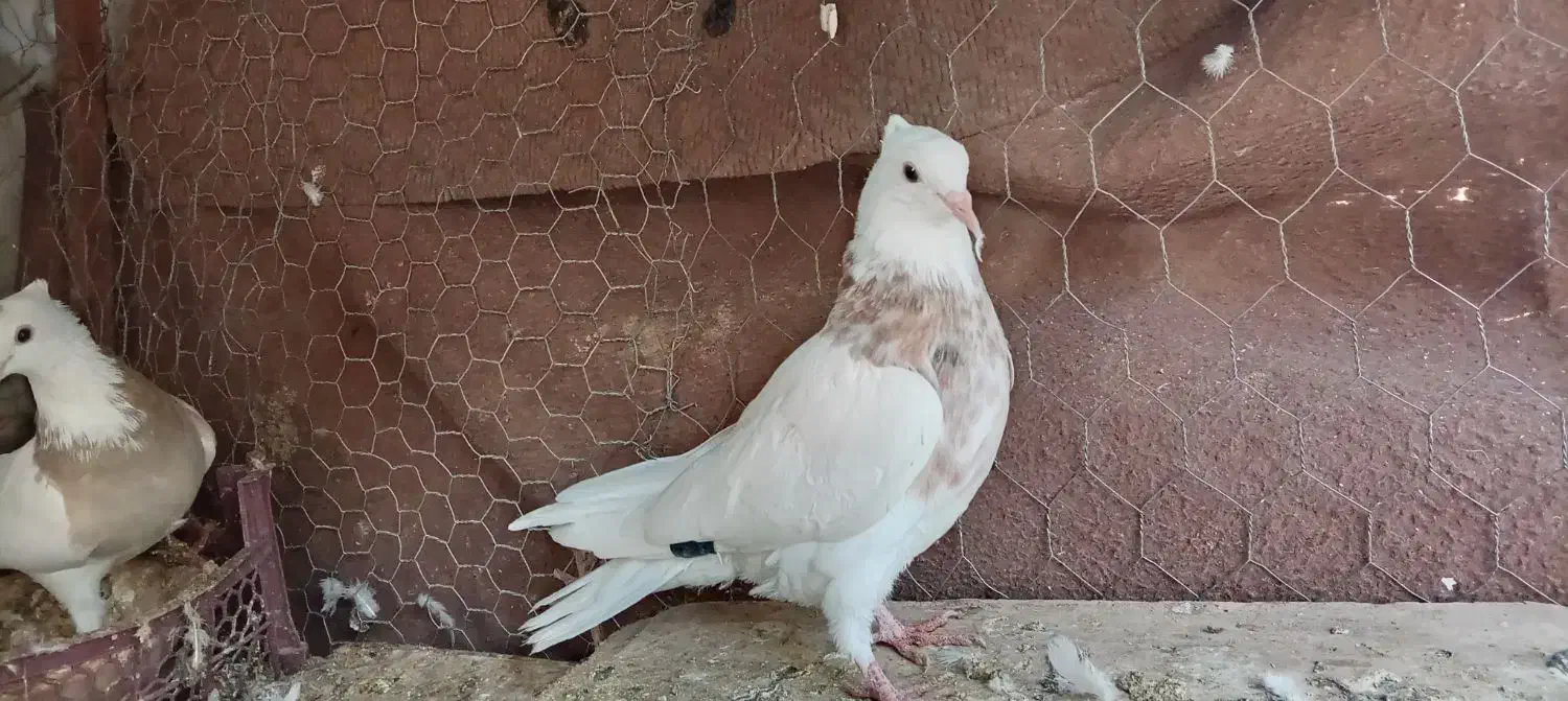 طوقی همه رنگ حراج معاوضه|پرنده|لنجان, |دیوار