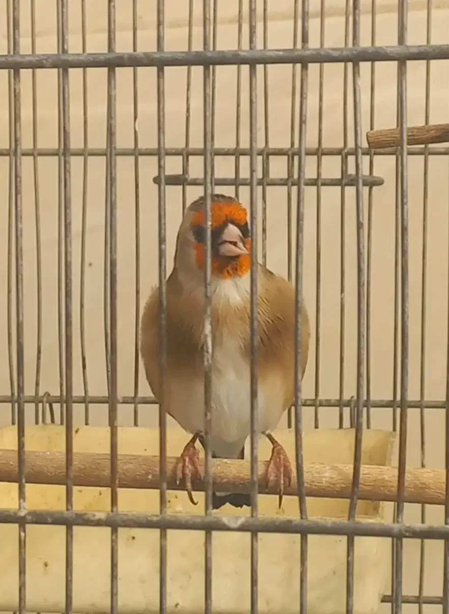 سهره روانی|پرنده|قرچک, زیبا شهر|دیوار