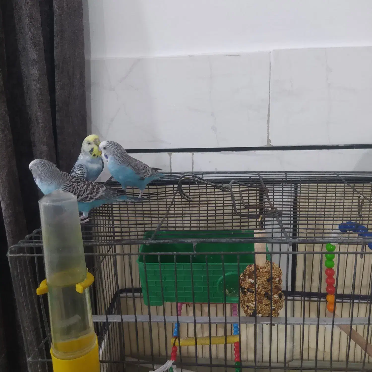 چهار عدد مرغ عشق|پرنده|الیگودرز, |دیوار