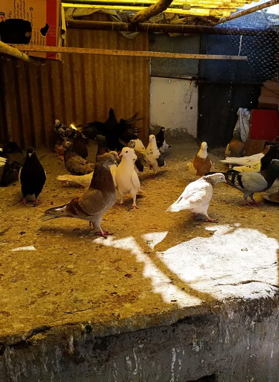 کفتر یا کبوتر|پرنده|قم, ولیعصر|دیوار