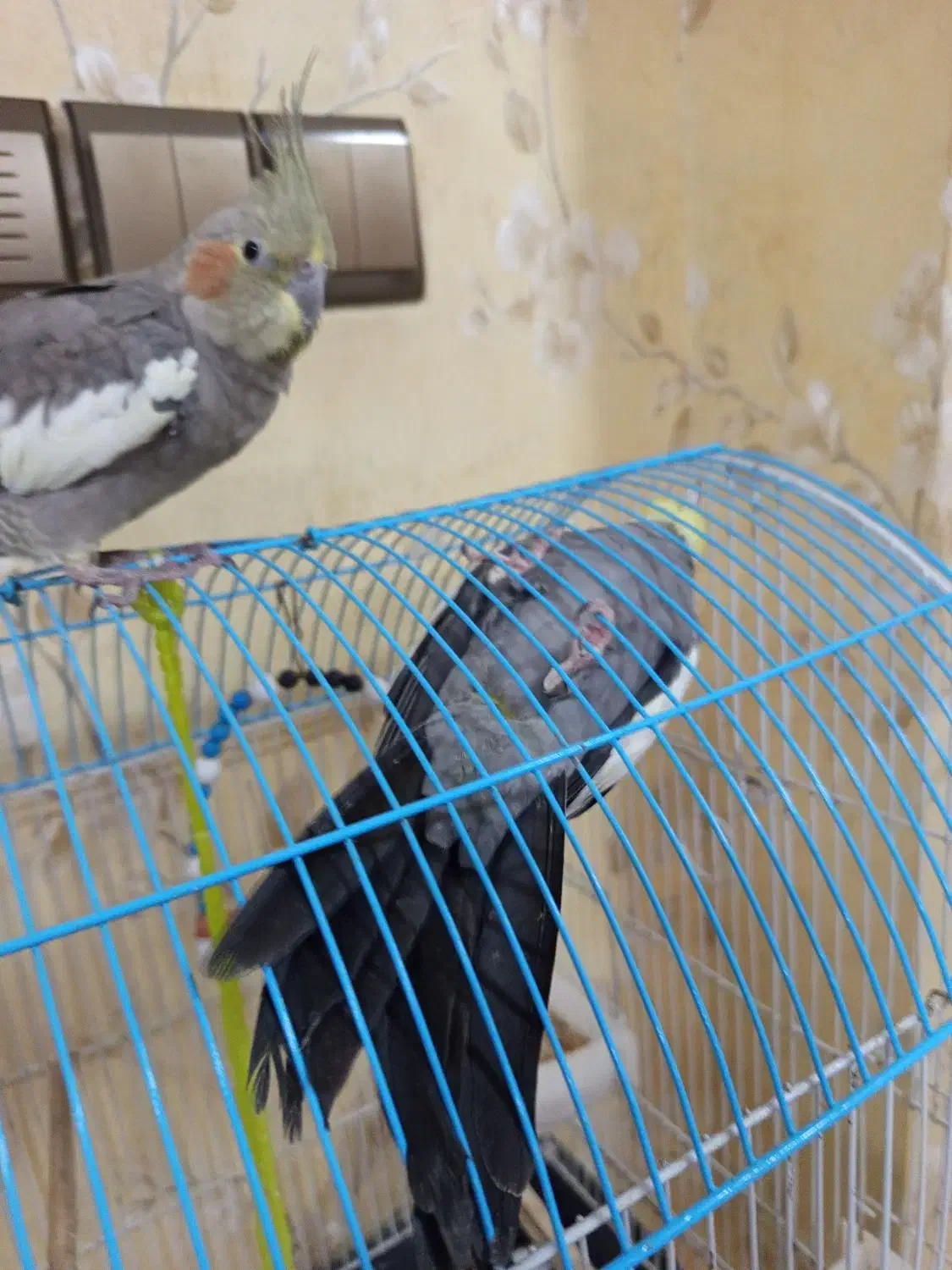 یه جفت عروس هلندی|پرنده|اطاقور, |دیوار