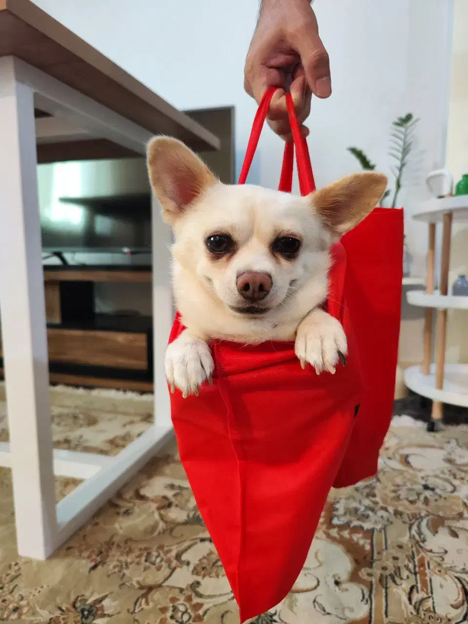 سگ گمشده|حیوانات|گرگان, |دیوار