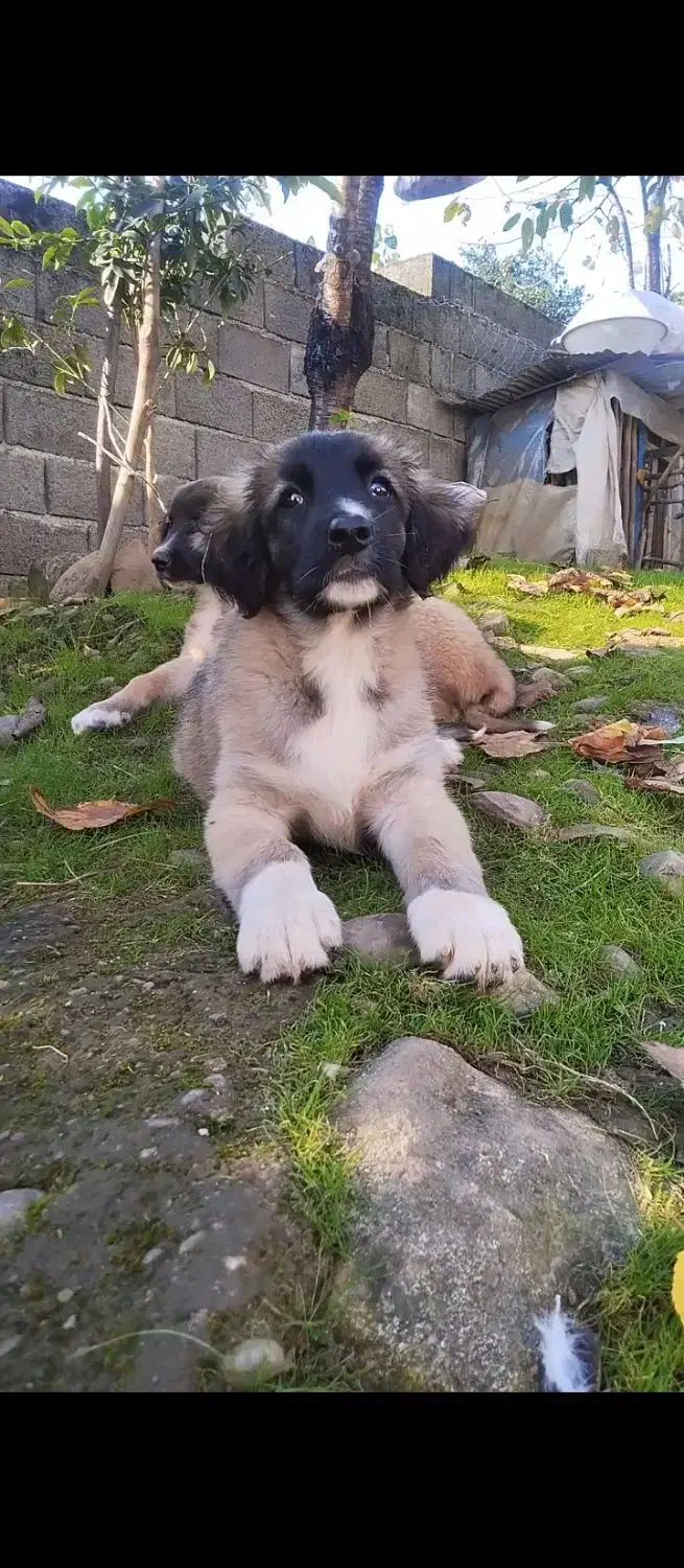 واگذاری ماده عراقی|سگ|رحیمآباد, |دیوار