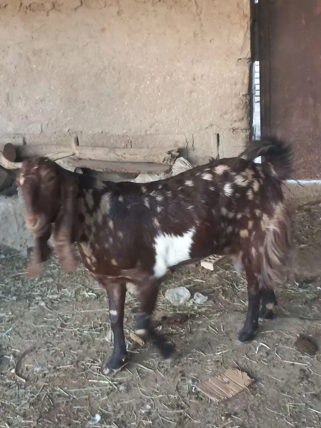 ماده باردار|حیوانات مزرعه|آبادان, |دیوار