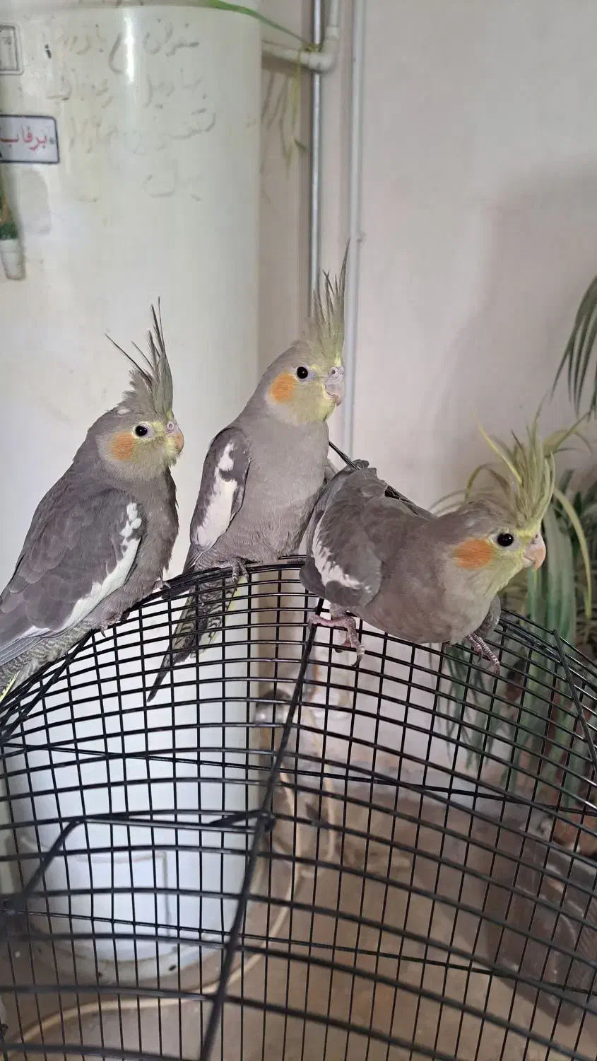 عروس هلندی|پرنده|بردسکن, |دیوار