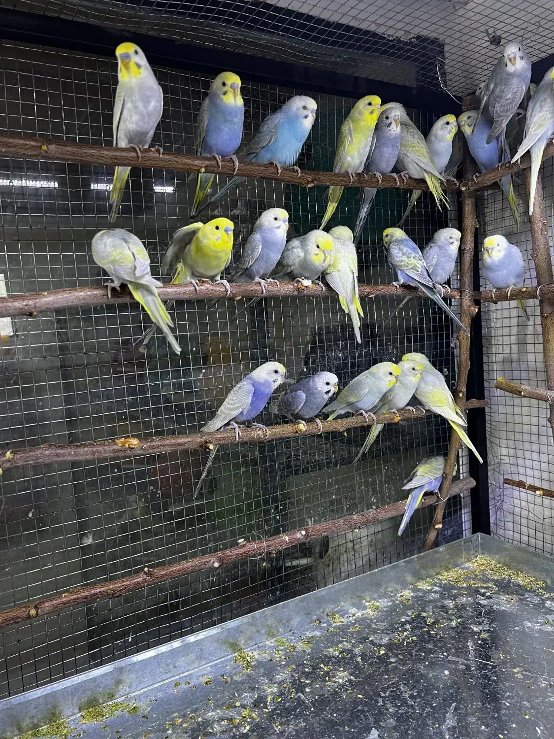 مرغ عشق رینبو رنگین کمانی اورجینال|پرنده|بوکان, |دیوار