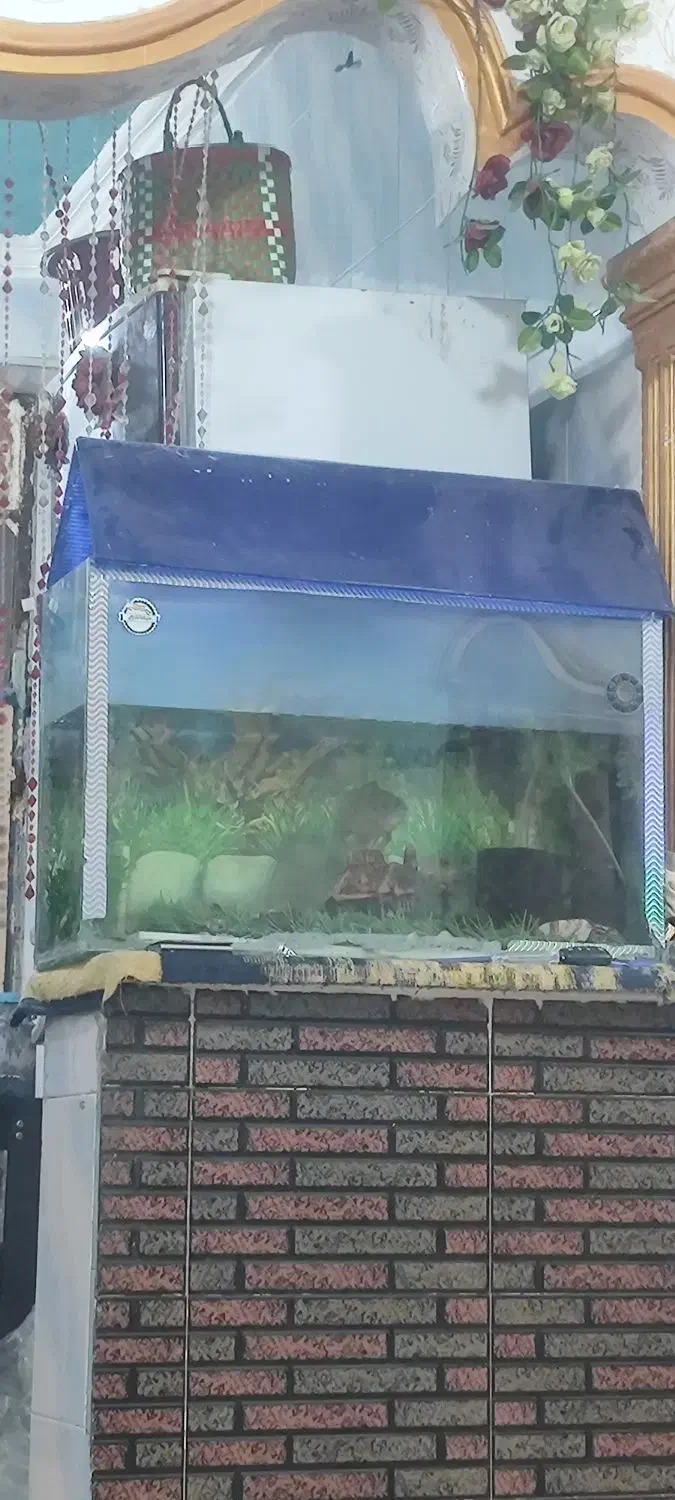 آکواریوم|ماهی|شادگان, |دیوار