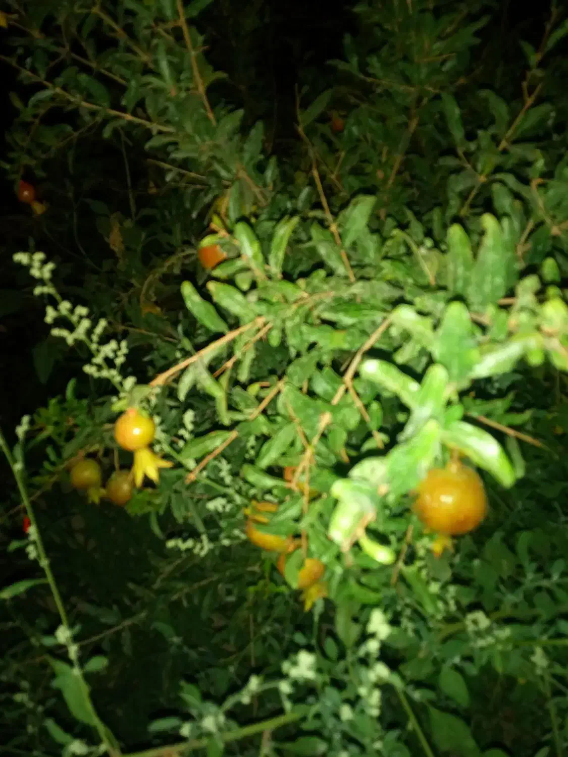 باغچه نقلی و کوچک با۳۶ متر بنا|فروش زمین و ملک کلنگی|رباط‌کریم, پرندک|دیوار