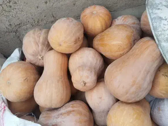 کدو حلوایی شیرین حراج|حراج|مشگین شهر, |دیوار