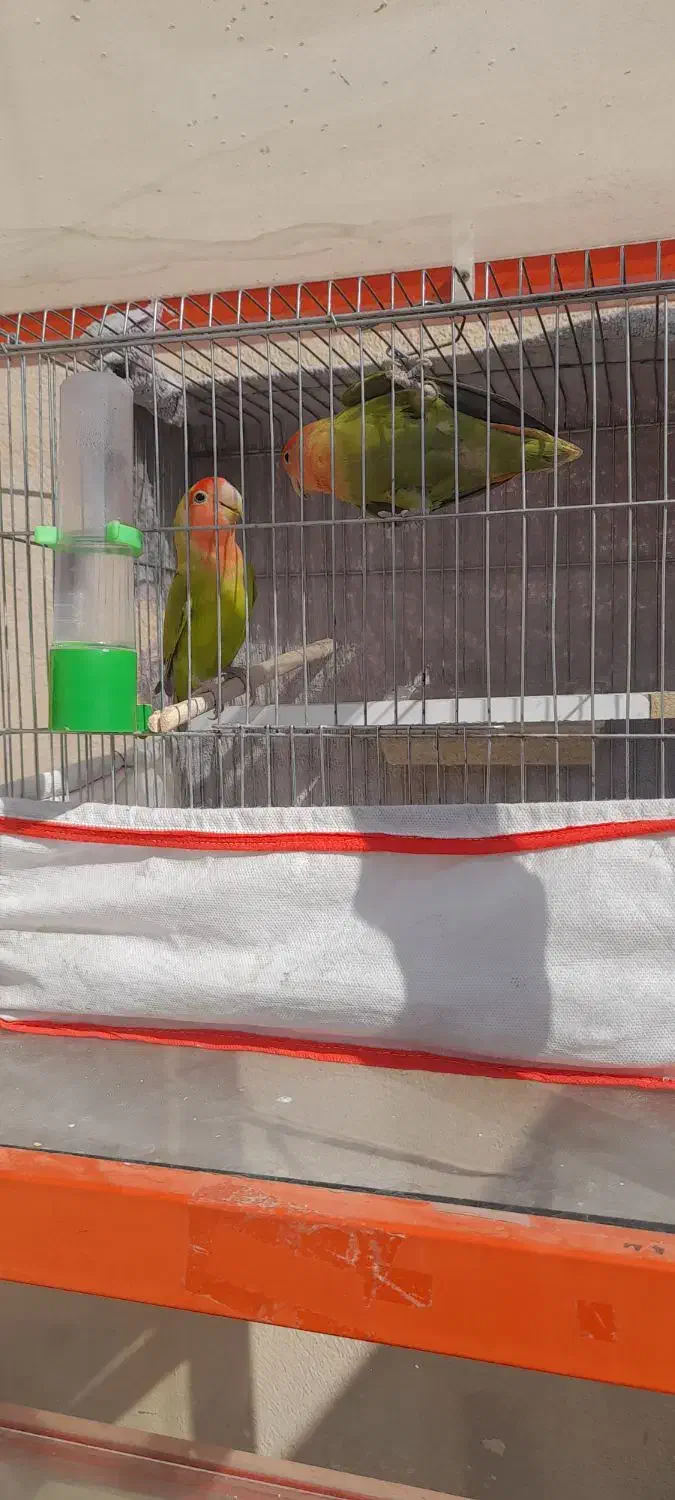 کوتوله برزیلی|پرنده|زرقان, |دیوار