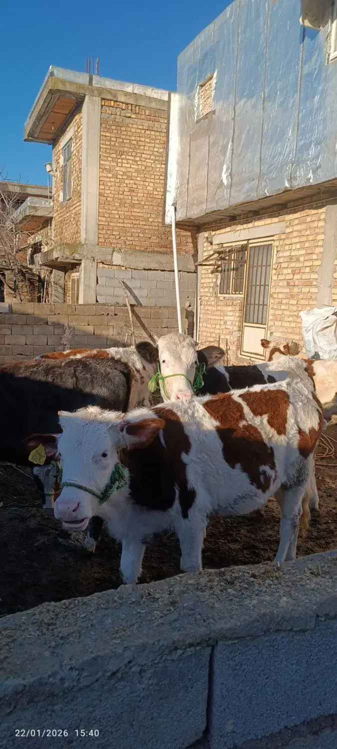 6راس عروسک سیمینتال|حیوانات مزرعه|آزادشهر, |دیوار