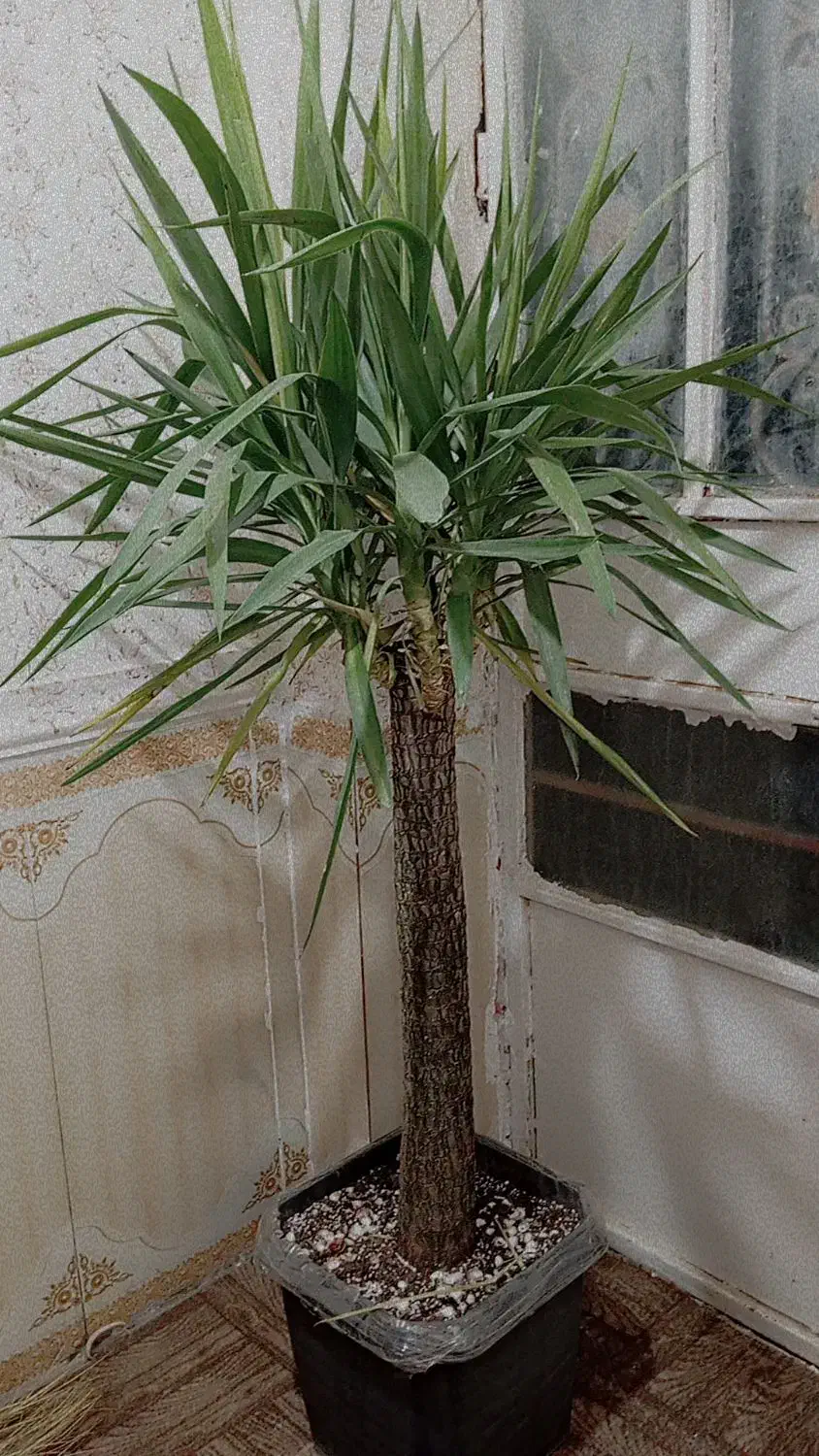 گل طبیعی یوکا (درخت)|گل و گیاه طبیعی|گزیک, |دیوار