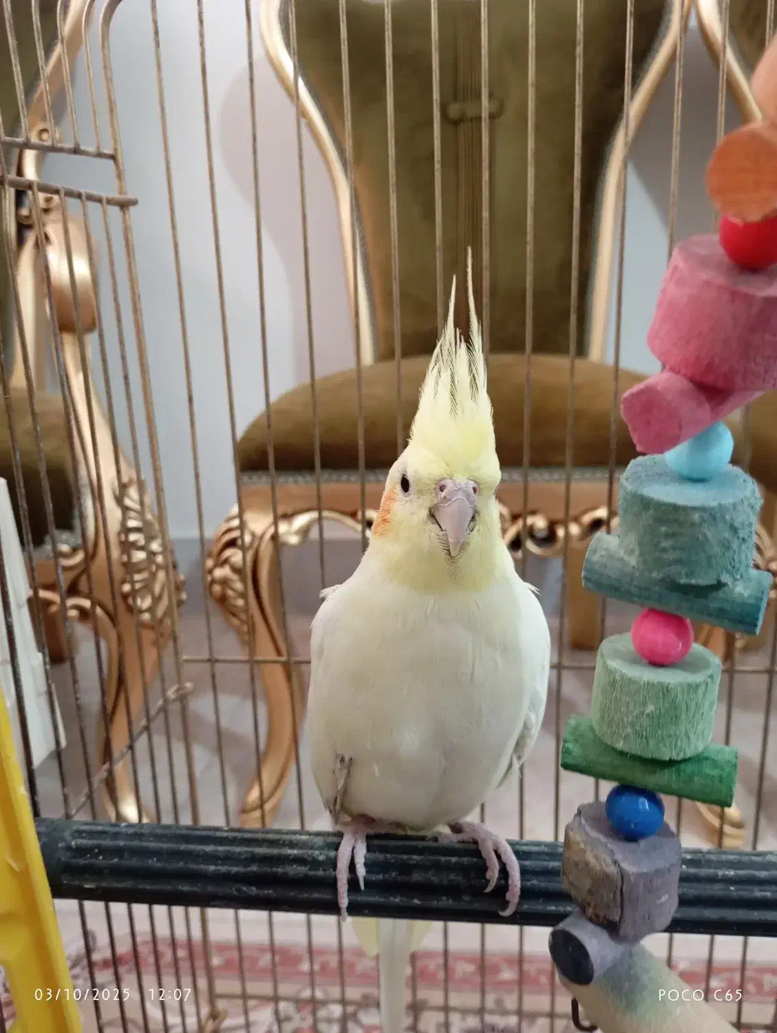 یک جفت عروس هلندی تخم گذار|پرنده|شاهدشهر, |دیوار