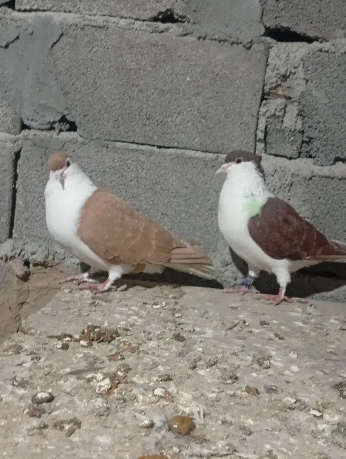 کبوتر ساده کاکلی|پرنده|تاتار علیا, |دیوار