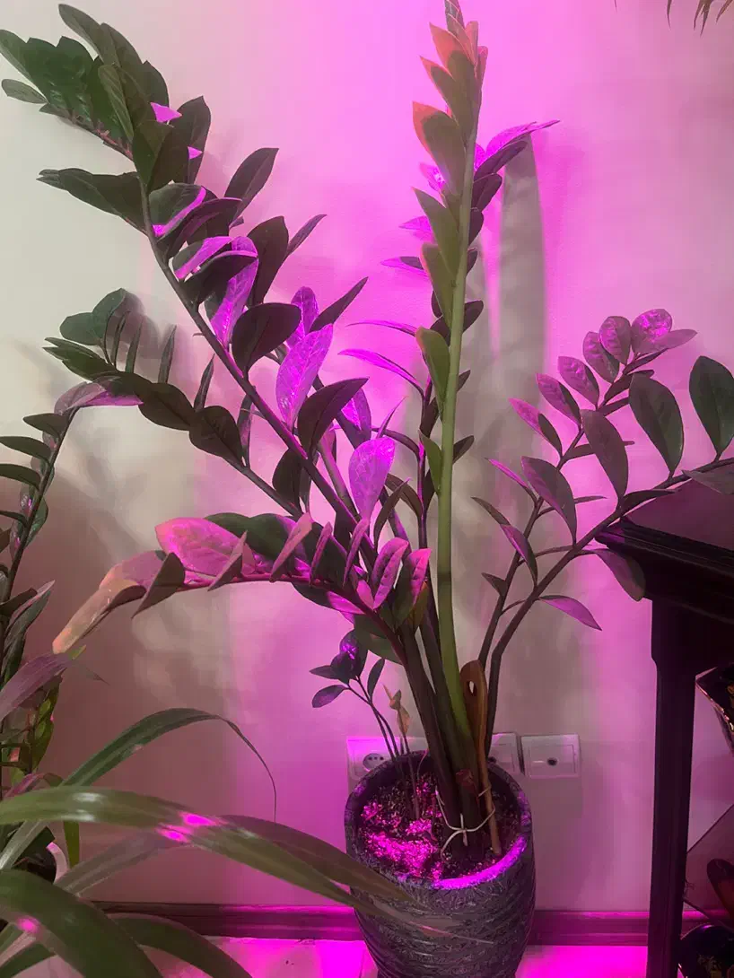 زاموفیلیا|گل و گیاه طبیعی|تهران, حافظیه|دیوار