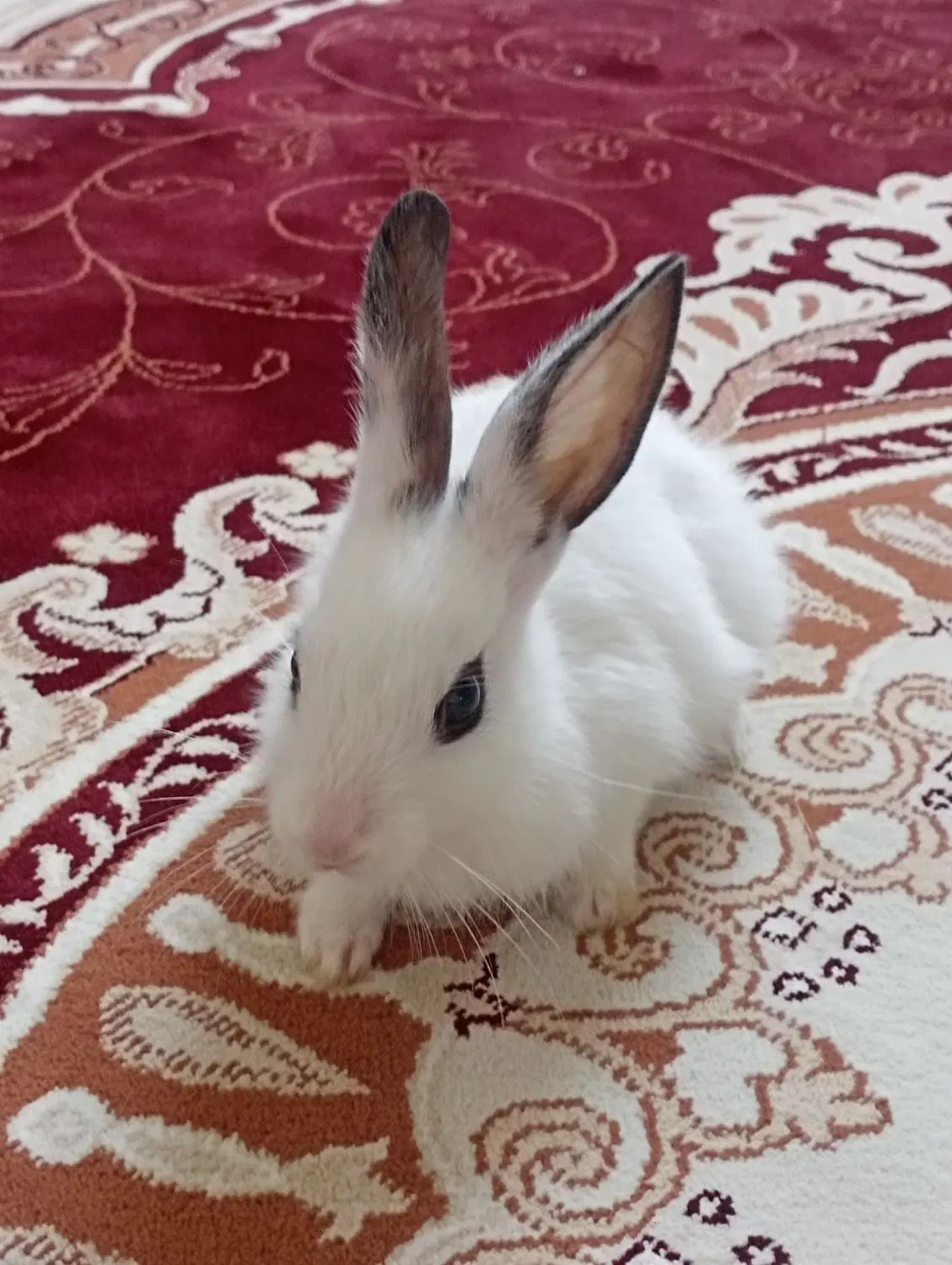 خرگوش|موش و خرگوش|گالیکش, |دیوار