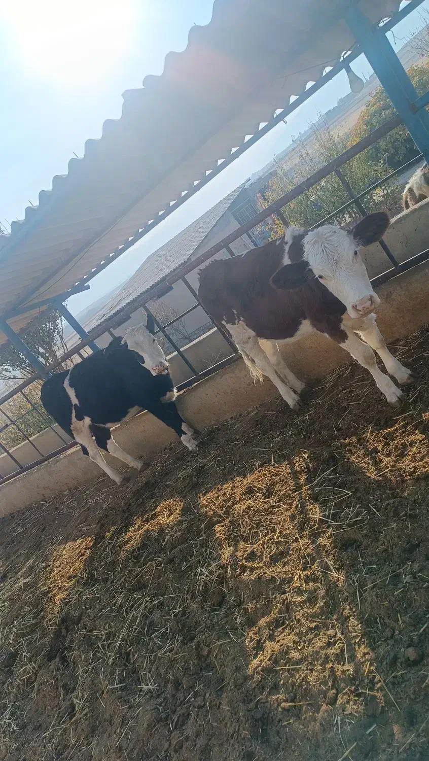 گوساله ماده سیمینتال|حیوانات مزرعه|ایوان, |دیوار