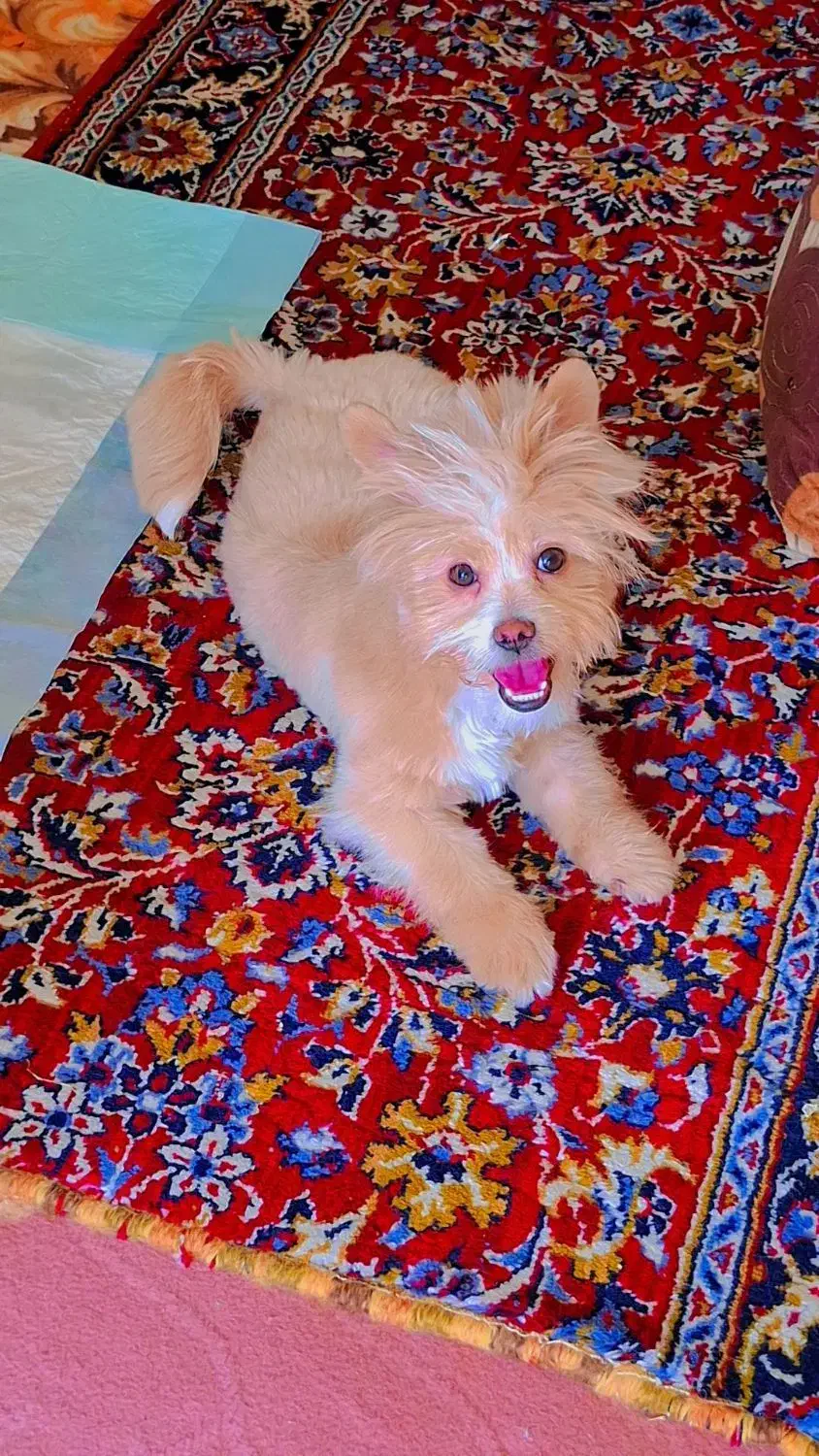 سگ نژاد شیتزو و یورکشایرتریر،|سگ|شهرضا, |دیوار