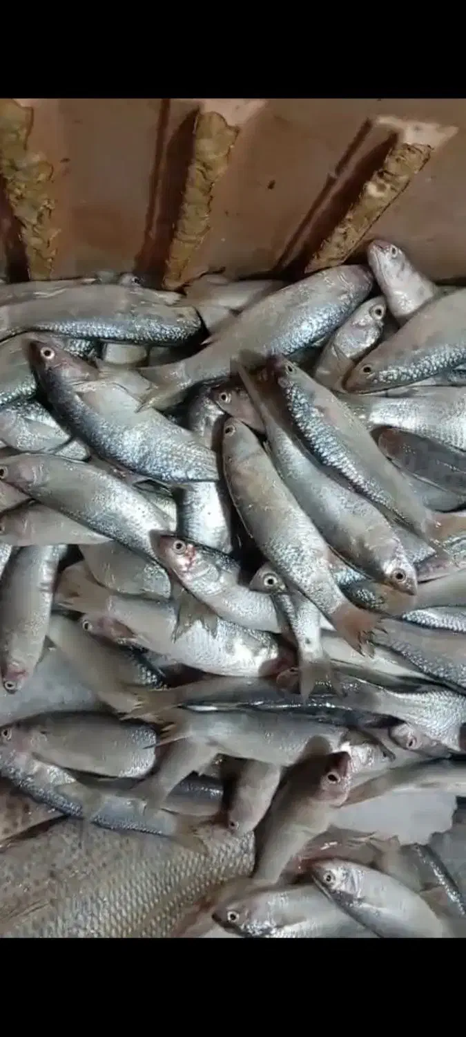 تور ماهیگیری میدی کاروفی جنس تایلندی نو|ماهیگیری|بوشهر, |دیوار