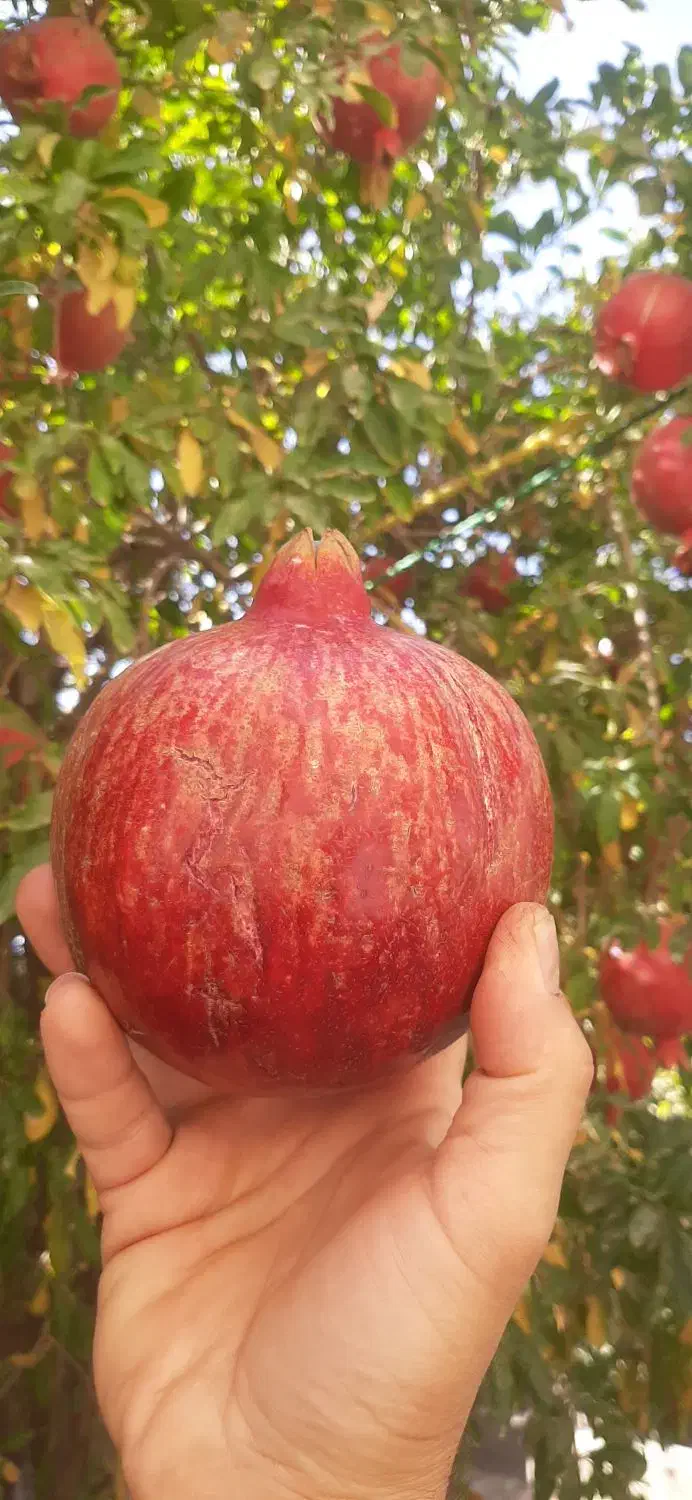 نهال انار انجیر توت کود مرغی|خدمات باغبانی و درختکاری|هشتگرد, هیو|دیوار