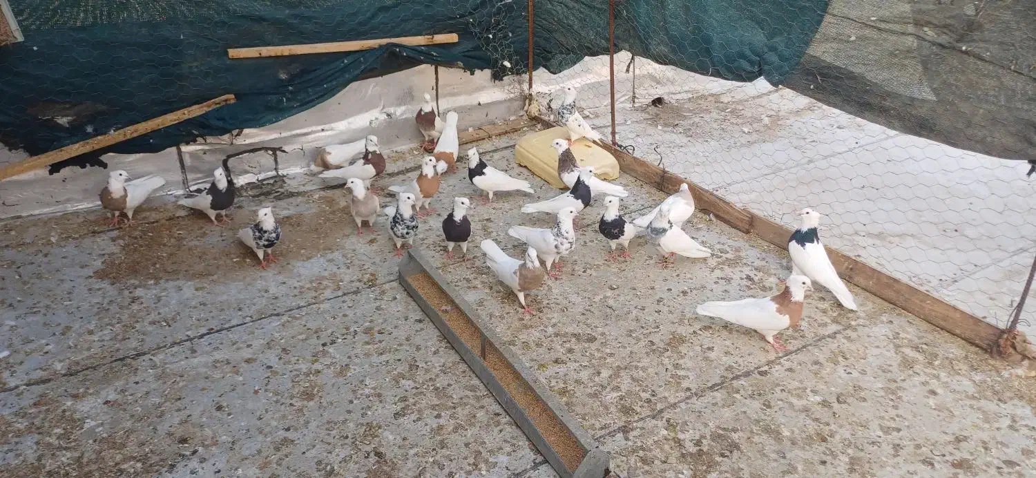 سلام فروش کبوتر طوق عسلویه هستم|پرنده|بندر کنگان, |دیوار