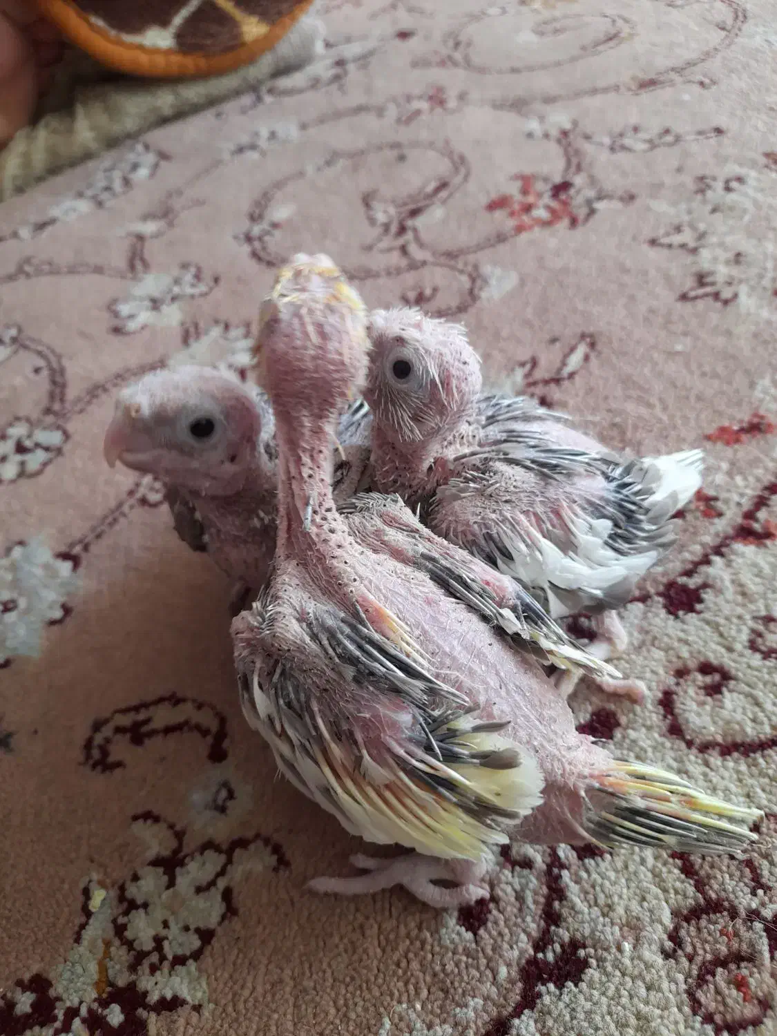 جوجه عروس|پرنده|آران و بیدگل, |دیوار