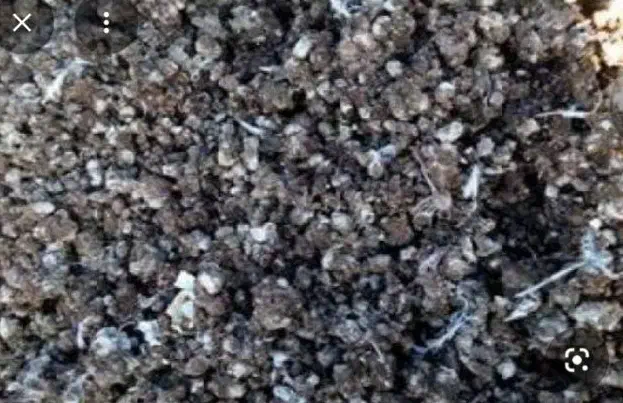 کودکبوترمی خاستم|خدمات باغبانی و درختکاری|مهریز, |دیوار