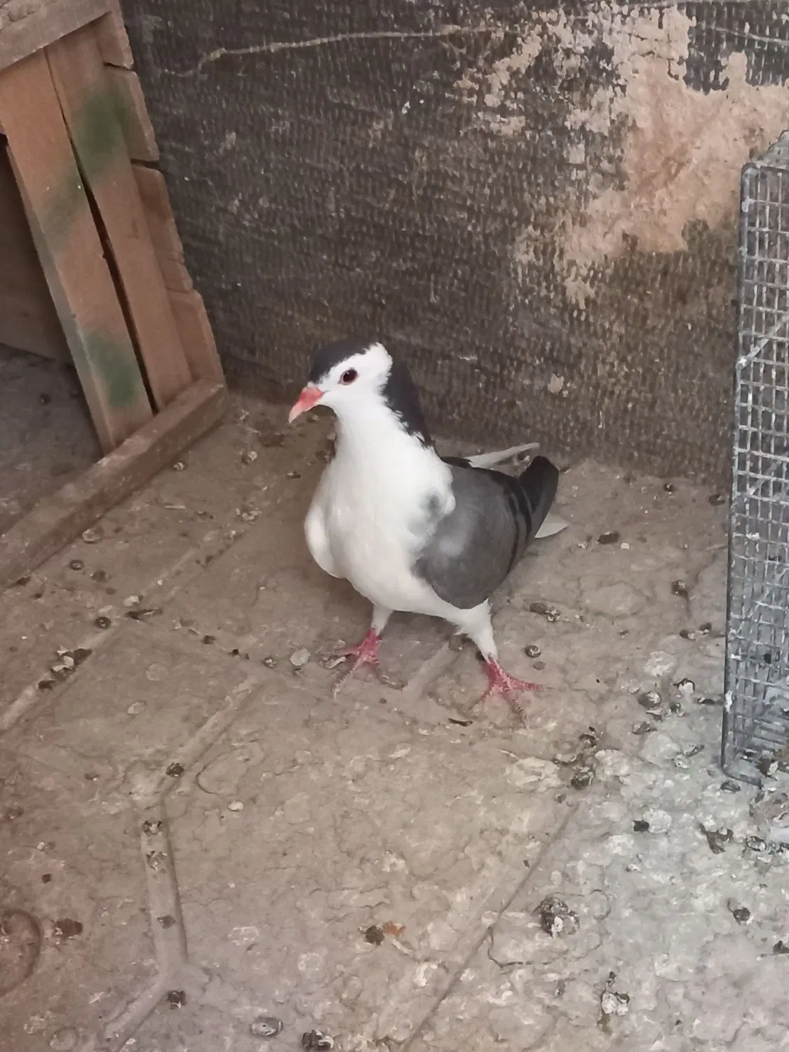 دمگیر|پرنده|اصفهان, سودان|دیوار