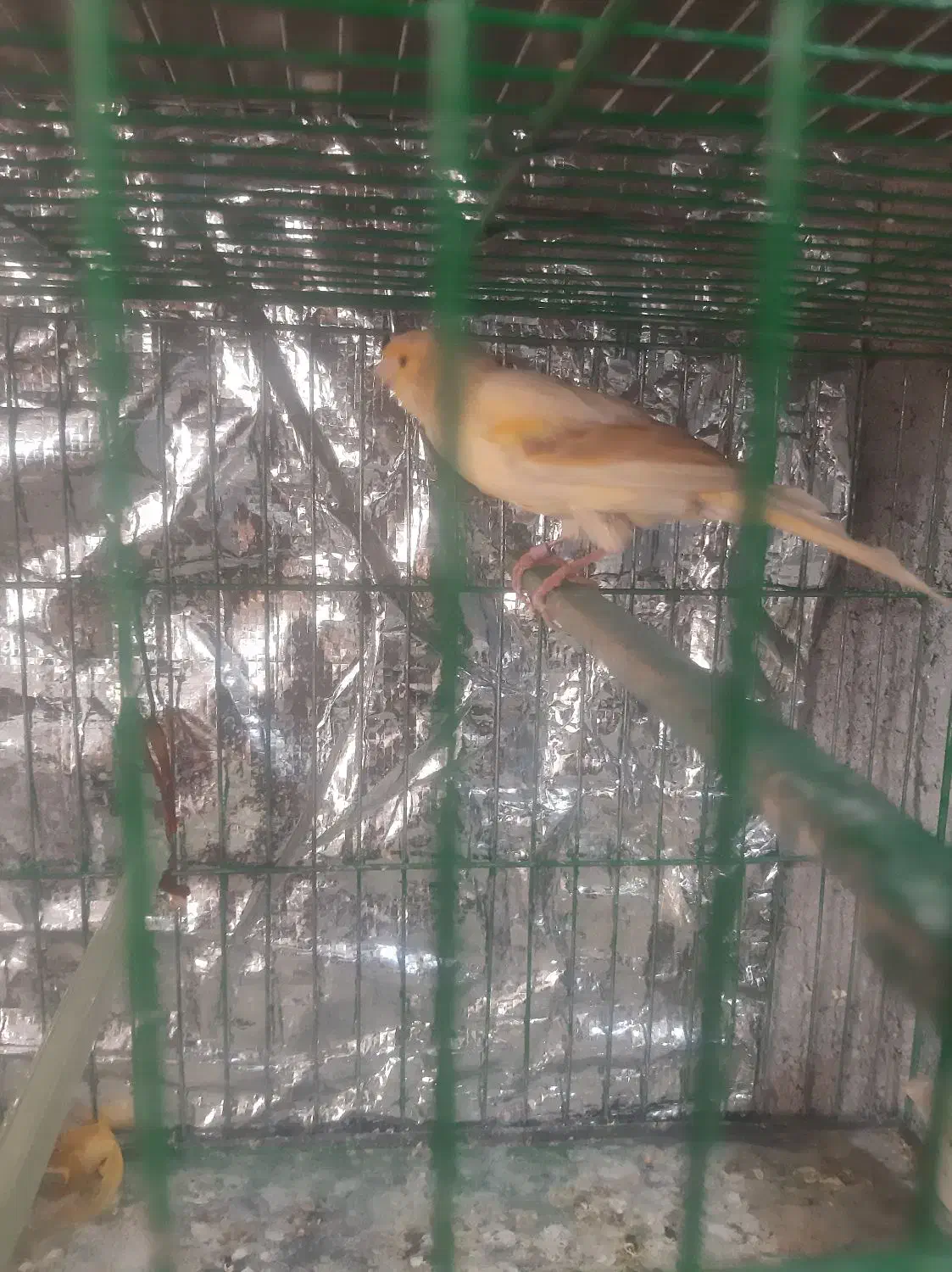 قناری نروماده|پرنده|مهدی شهر, |دیوار