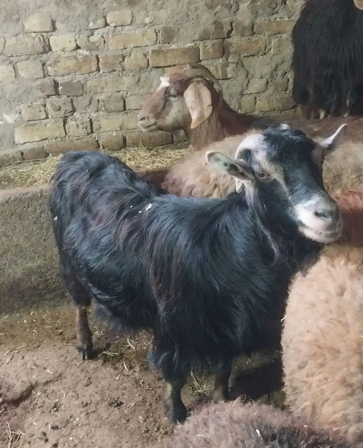 ۴ عدد بز|حیوانات مزرعه|سجاس رود, |دیوار