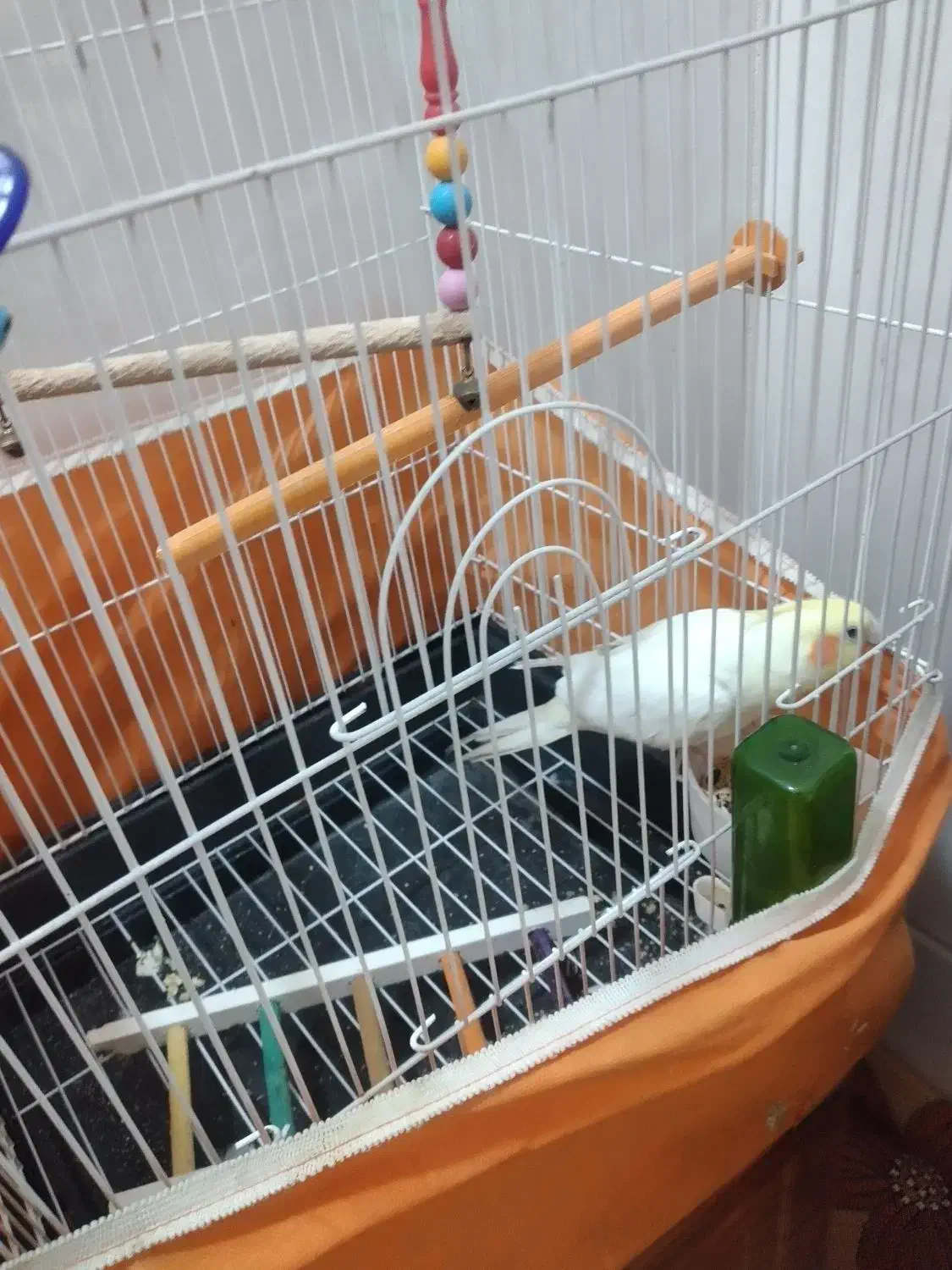 عروس هلندی|پرنده|قم, شهرک فاطمیه|دیوار