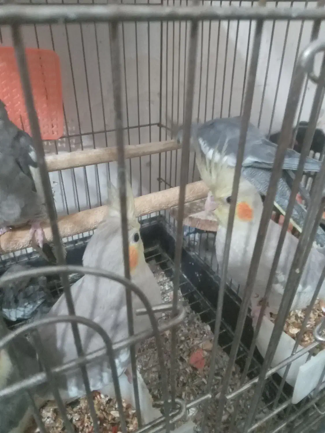 عروس هلندی مولد وجوجه|پرنده|زند, |دیوار