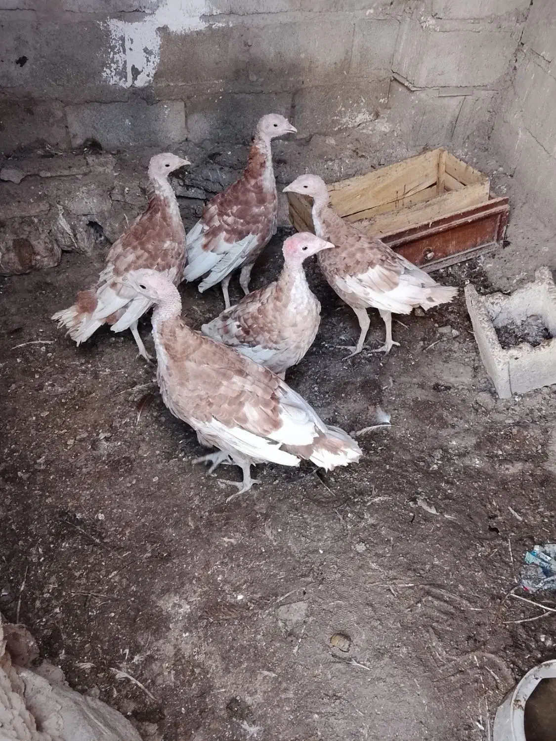 طبیعی بوقلمون|حیوانات مزرعه|مشگین شهر, |دیوار