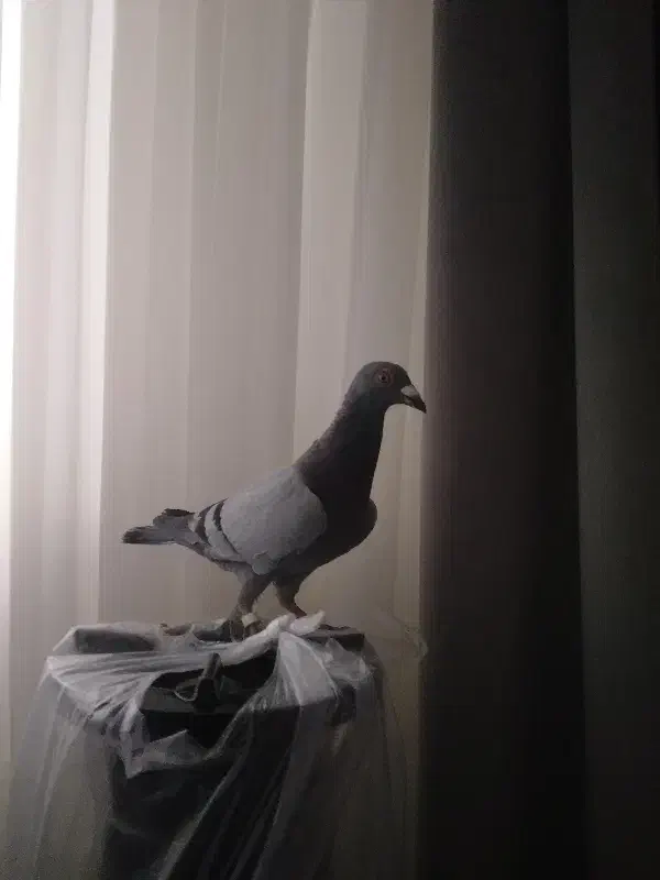 کبوتر|پرنده|بجنورد, |دیوار