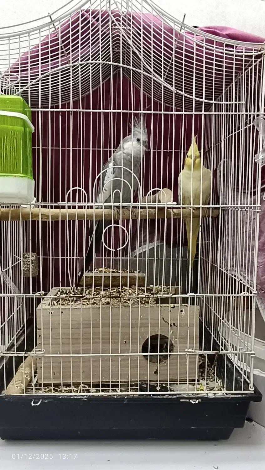 عروس هلندی|پرنده|همدان, |دیوار